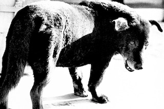 Daido Moriyama